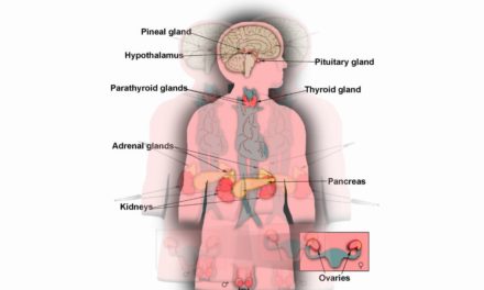 Understanding Endocrine or Hormone System Disorders